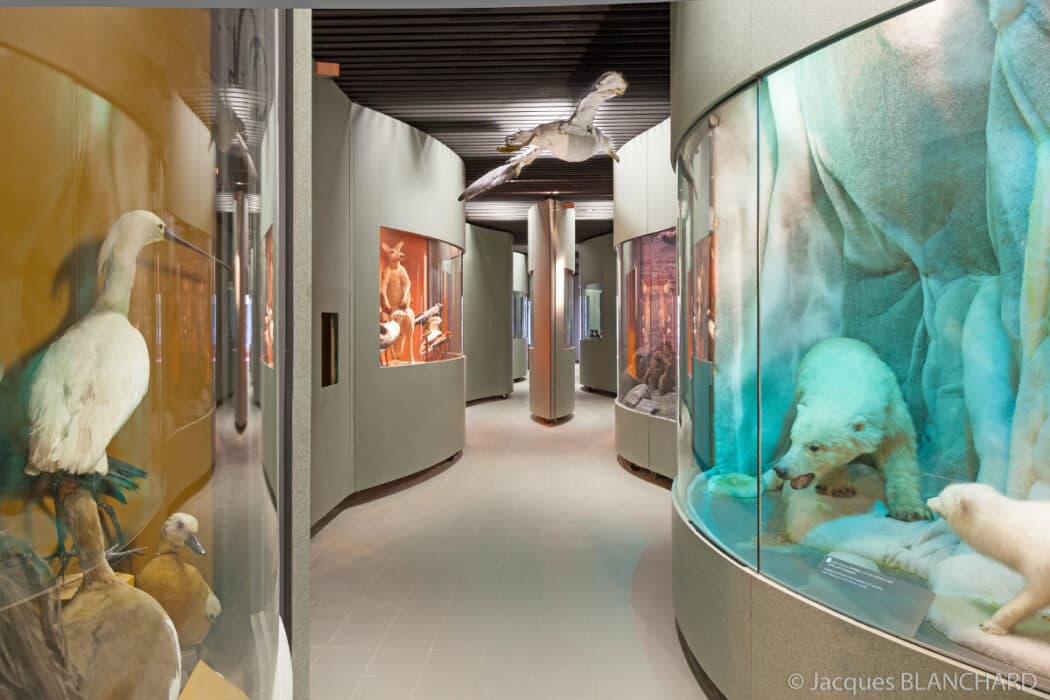 Muséum d'histoire naturelle de Dijon