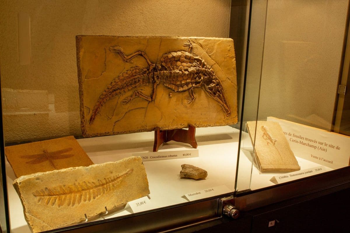 Musée paléoécologique de Cerin