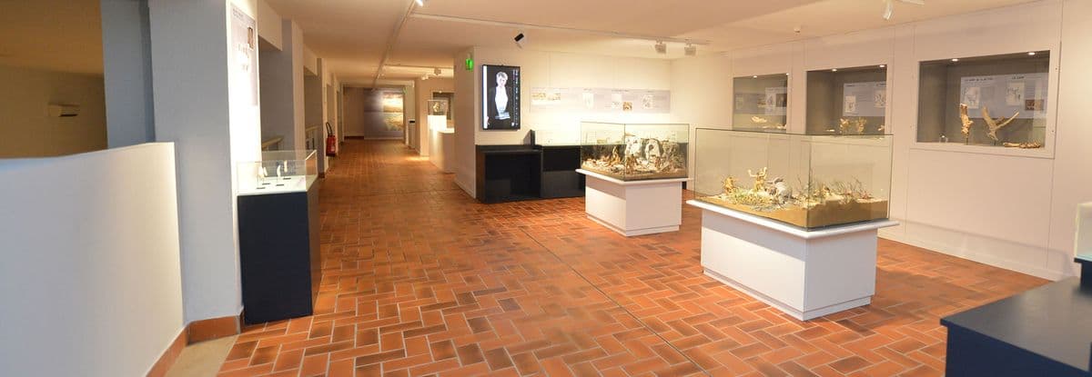 Musée de paléontologie de Terra Amata